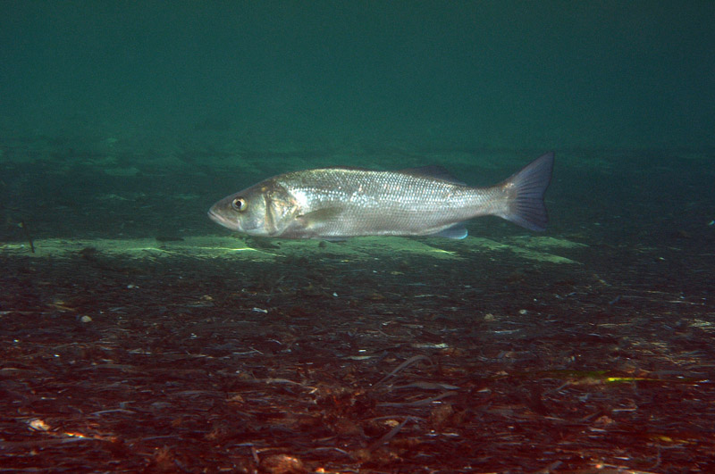 Spigole (Dicentrarchus labrax)